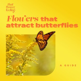 Alex Petrenko - Portfolio