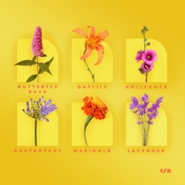 Alex Petrenko - Portfolio