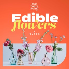 Alex Petrenko - Portfolio