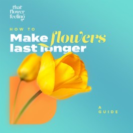 Alex Petrenko - Portfolio